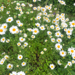 Blomster i kolonihave